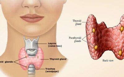 Thyroid Health: 10 Facts for Better Thyroid Function