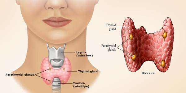 A diagram of the thyroid. 