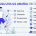 Mordedura de Araña Síntomas: Cuándo Preocuparse y Qué Hacer